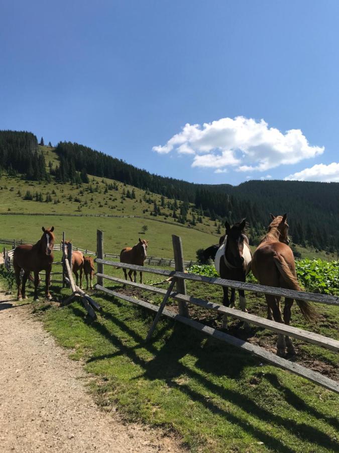 Вілла Софі Verkhovyna Exterior foto